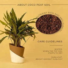 Calathea Triostar Plant