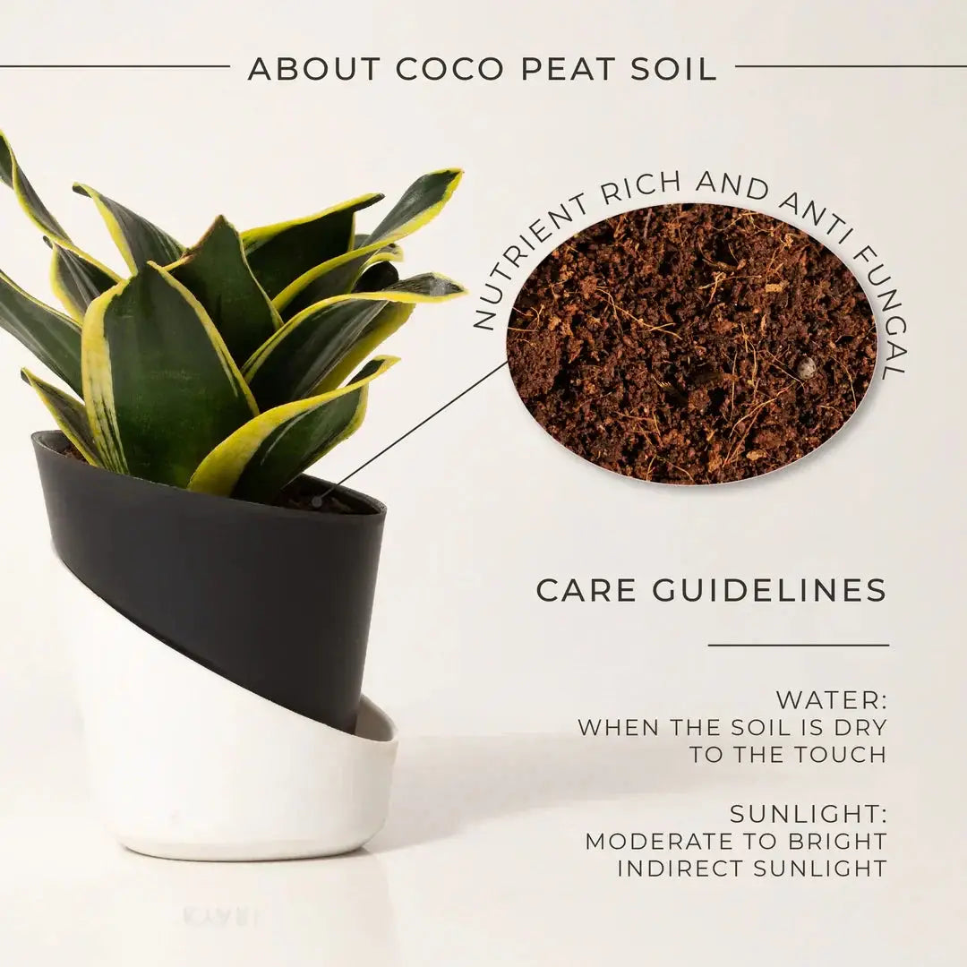 Goldan Hahnii Snake Plant