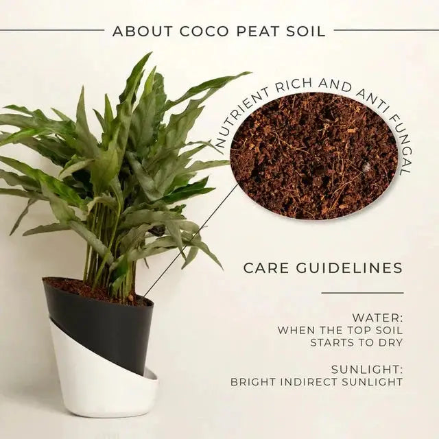 Calathea Triostar Plant