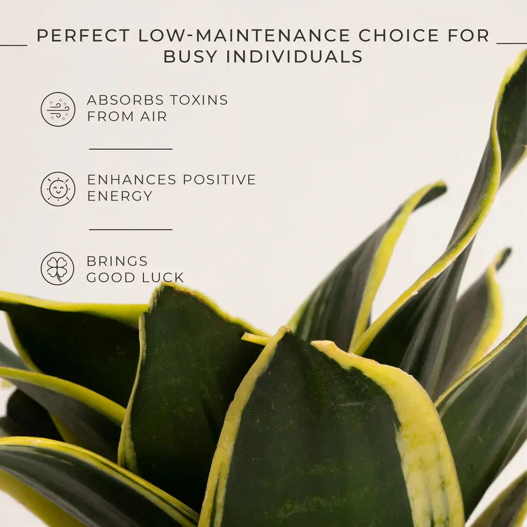 Goldan Hahnii Snake Plant