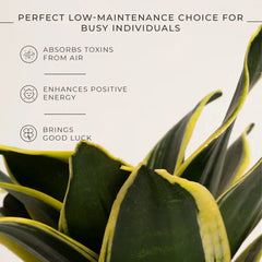 Goldan Hahnii Snake Plant