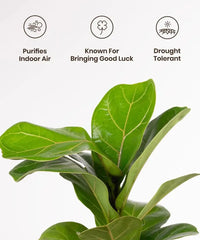 Close-up of Fiddle Fig Plant highlighting benefits like air purification, good luck charm, and drought tolerance.