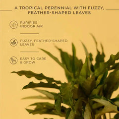 Calathea Triostar Plant