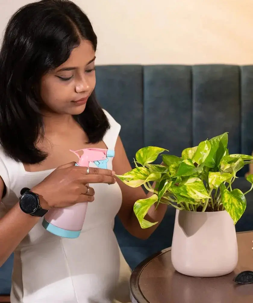Woman misting Money Variegated Plant in beige pot. Great for indoor use with self-watering planter and minimal upkeep.
