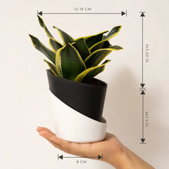 Goldan Hahnii Snake Plant