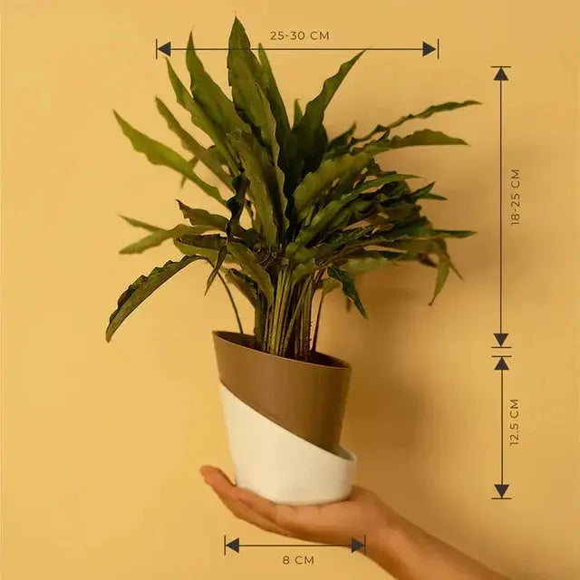 Calathea Triostar Plant