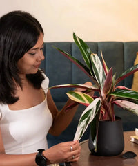 Woman examining Calathea Triostar in black pot, a stylish and easy-care plant for enhancing indoor environments.