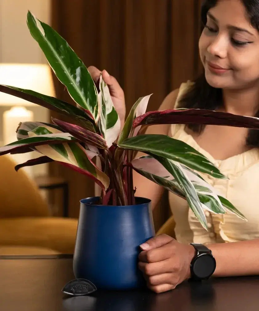Woman caring for Calathea Triostar Plant in blue pot, ideal for enhancing indoor spaces with low-maintenance greenery.