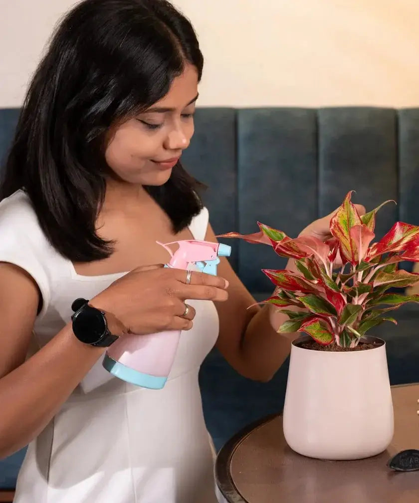 Woman misting Aglaonema Lipstick Plant in a soft pink pot, emphasizing its easy care and suitability for indoor environments.