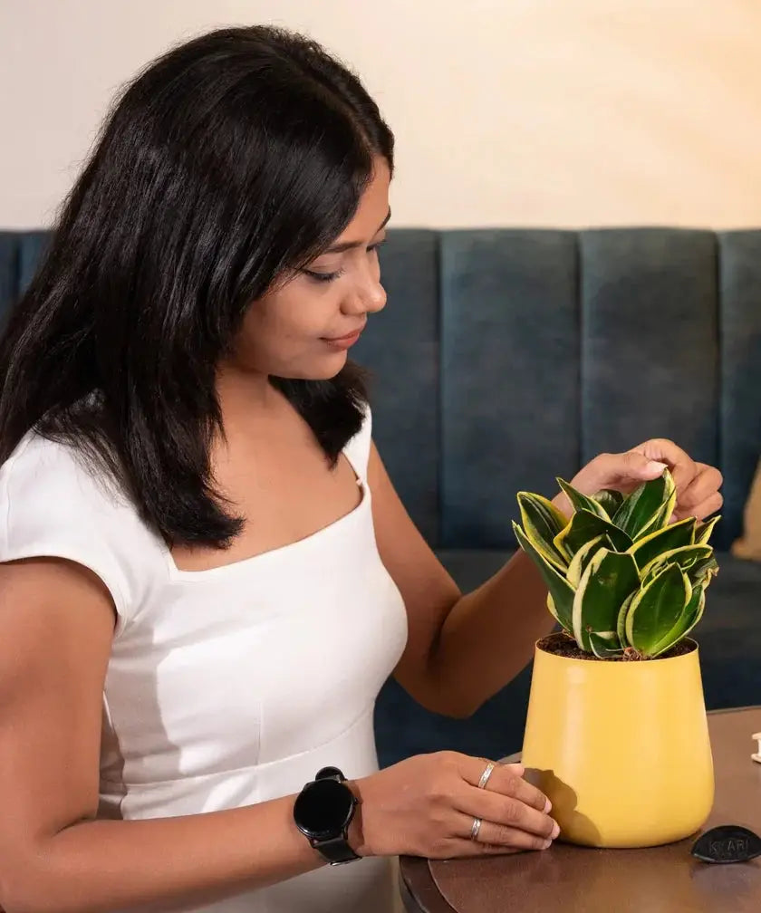 Woman holding a small potted plant in a yellow pot on a table.