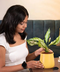 Woman caring for Aglaonema Snow White Plant in black pot, showcasing its suitability for indoor plant lovers and easy maintenance.