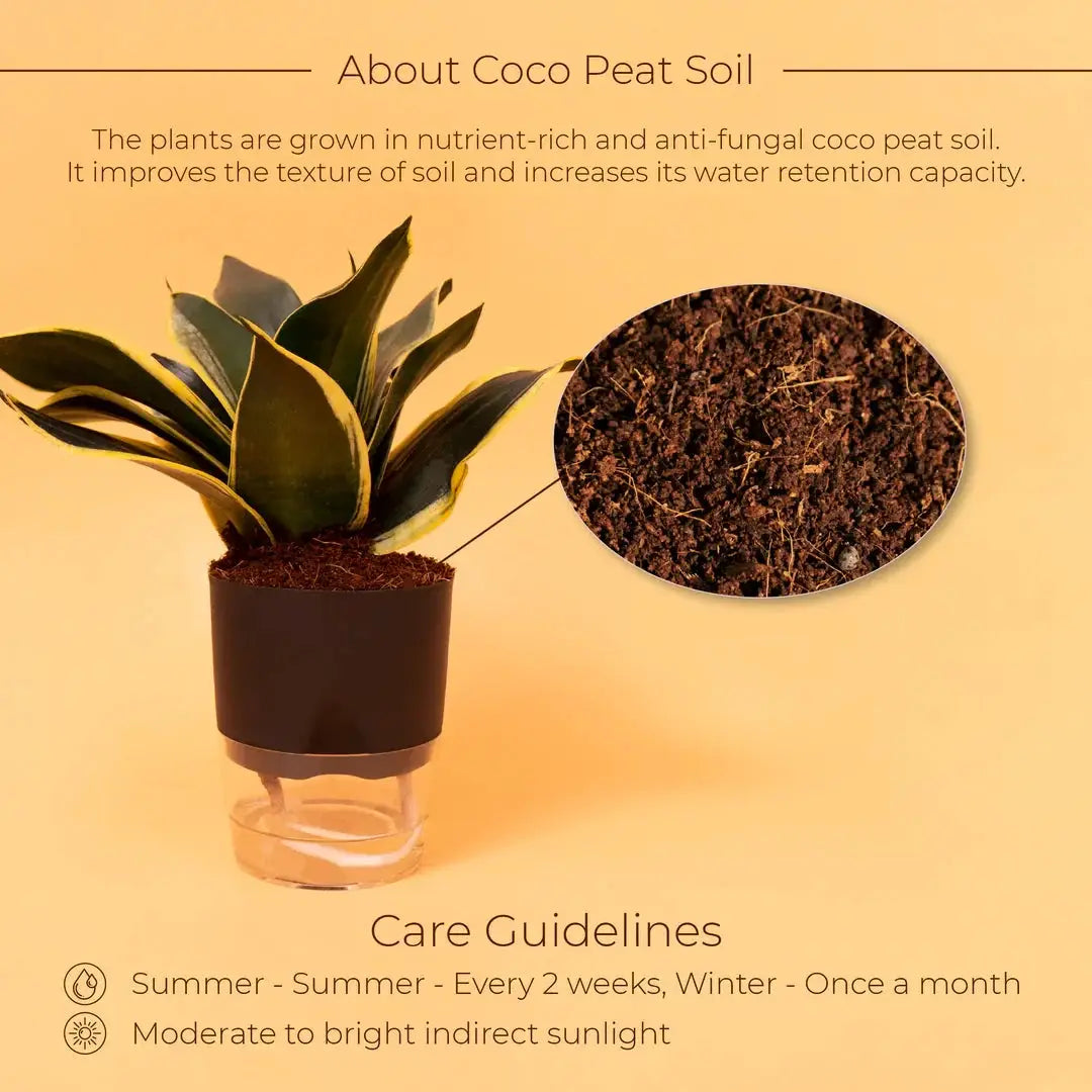 Golden Hahnii Snake Plant