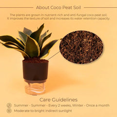 Golden Hahnii Snake Plant