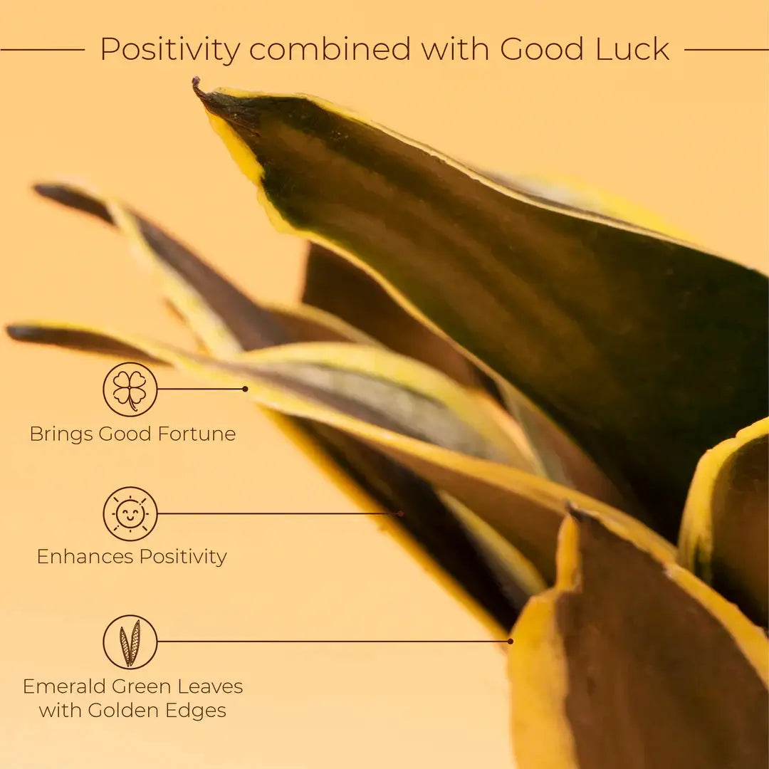 Golden Hahnii Snake Plant