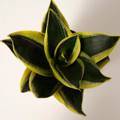 Goldan Hahnii Snake Plant