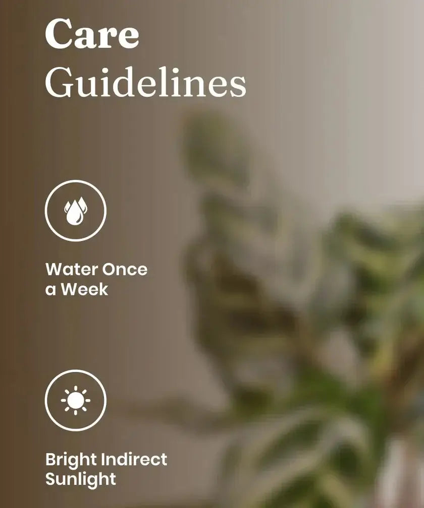 Care guidelines for Peacock Plant showing water once a week and bright indirect sunlight. Ideal for indoor plant maintenance.