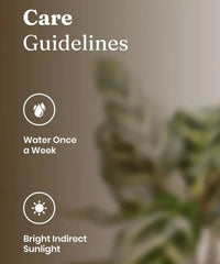Care guidelines for Peacock Plant showing water once a week and bright indirect sunlight. Ideal for indoor plant maintenance.
