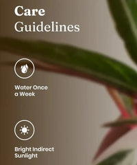 Care guidelines for Calathea Triostar Plant showing weekly watering and preference for bright indirect sunlight.