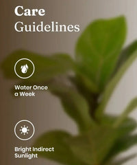 Fiddle Fig Plant care guide showing weekly watering and bright indirect sunlight for healthy indoor plant growth.
