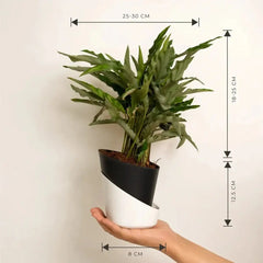 Calathea Triostar Plant