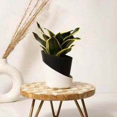 Goldan Hahnii Snake Plant