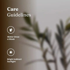 ZZ-Zamia Green Plant