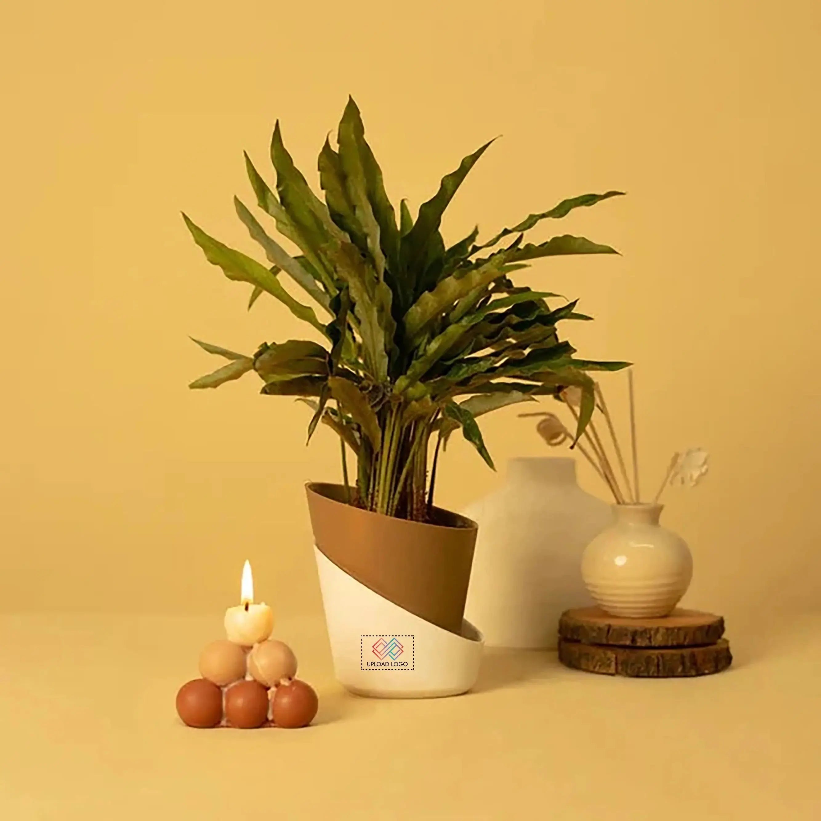 Calathea Triostar Plant Brown