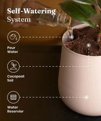 Money N'Joy Plant