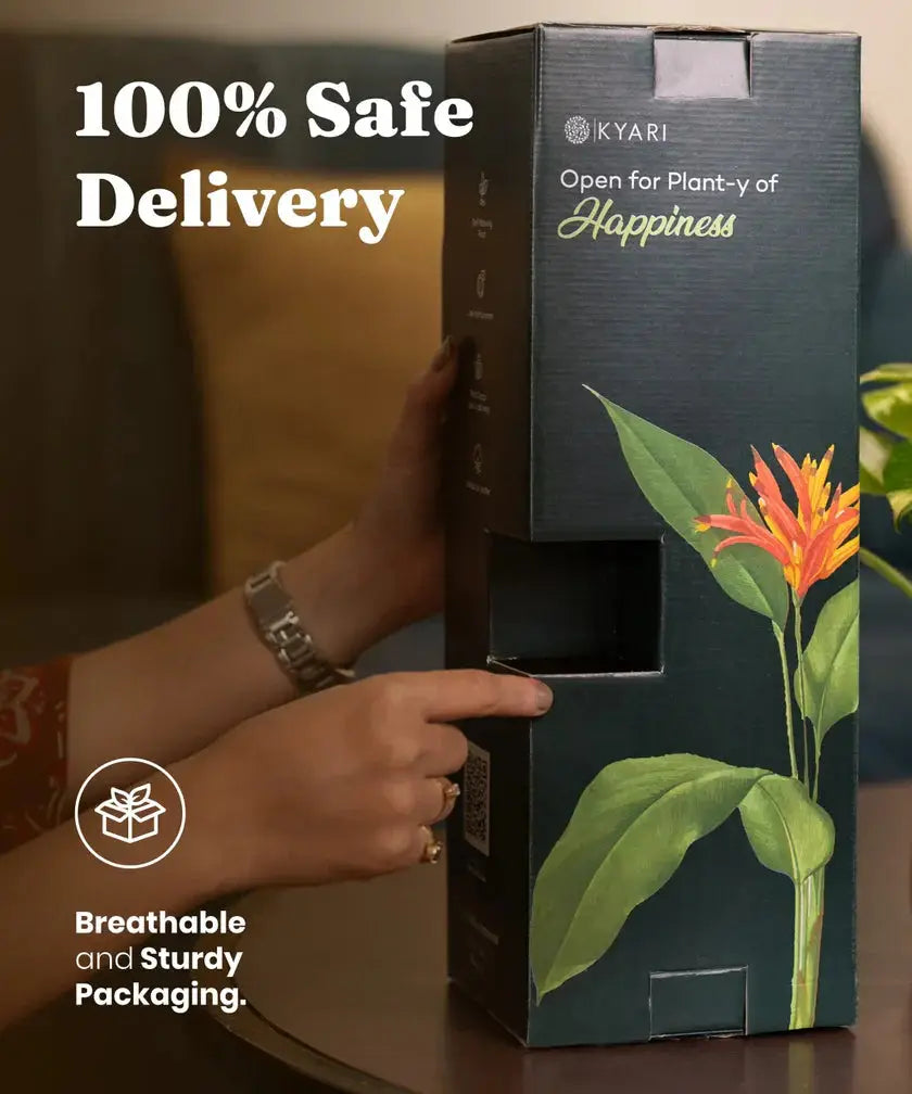 Person opening a KYARI plant box with a flower illustration, emphasizing safe delivery and breathable packaging.