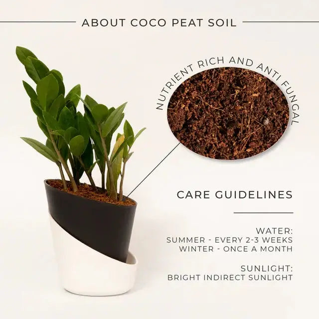 ZZ-Zamia Green Plant