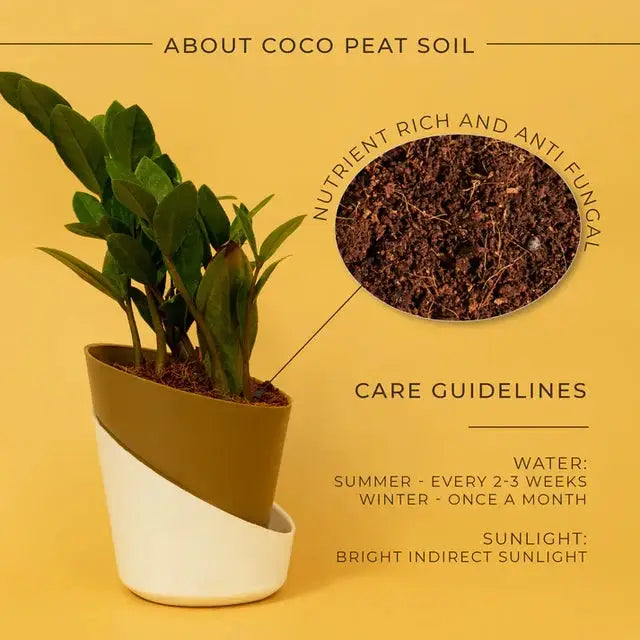 ZZ-Zamia Green Plant