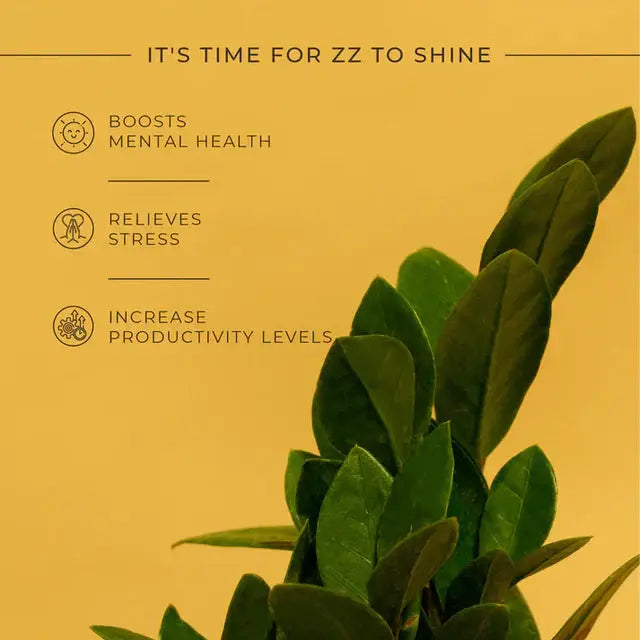 ZZ-Zamia Green Plant