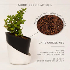 Grow Together Lucky Jade Plant