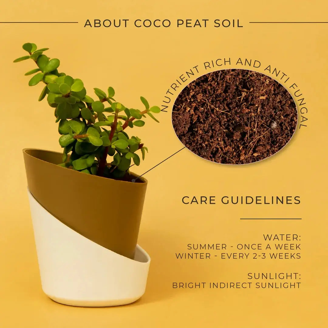 Grow Together Lucky Jade Plant