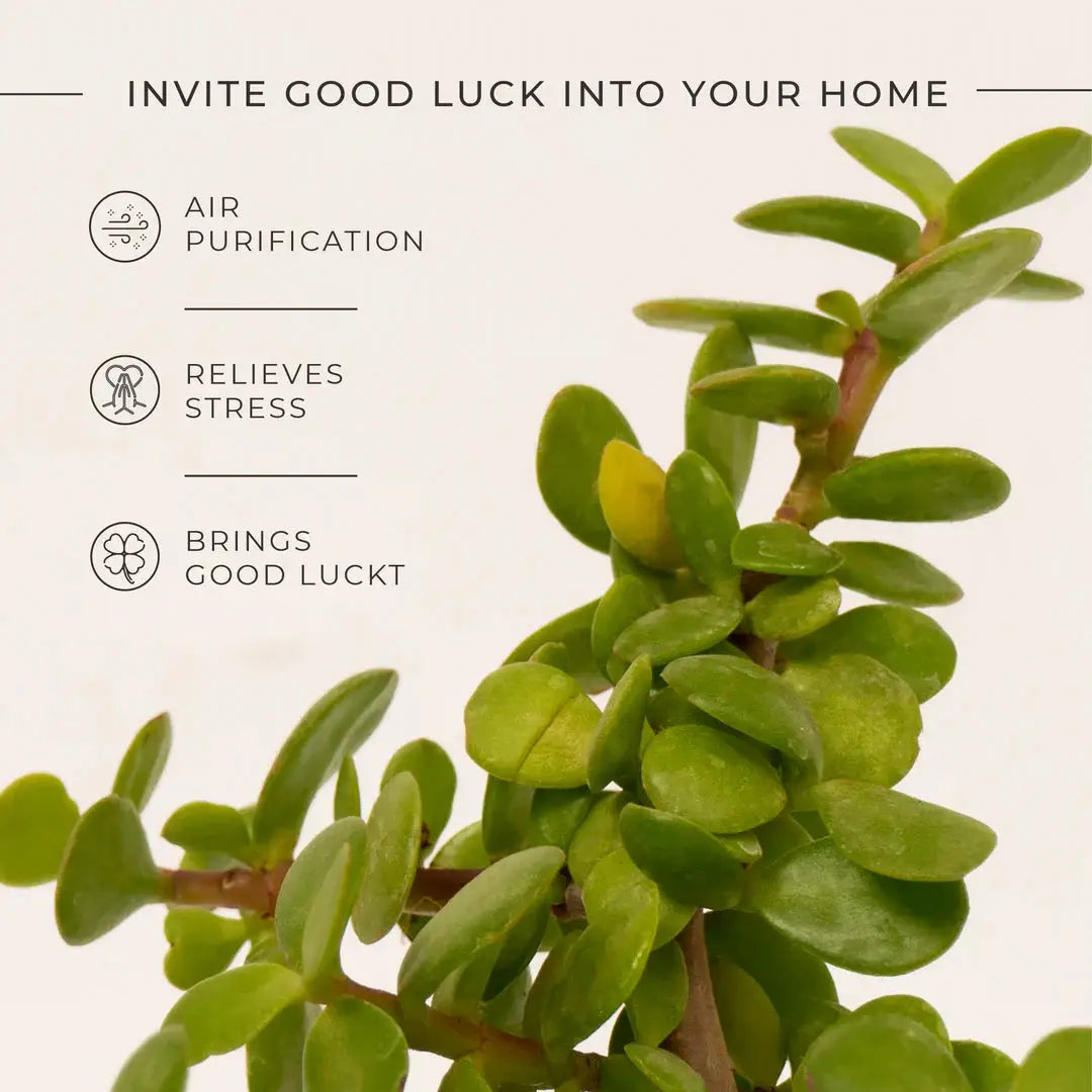 Grow Together Lucky Jade Plant