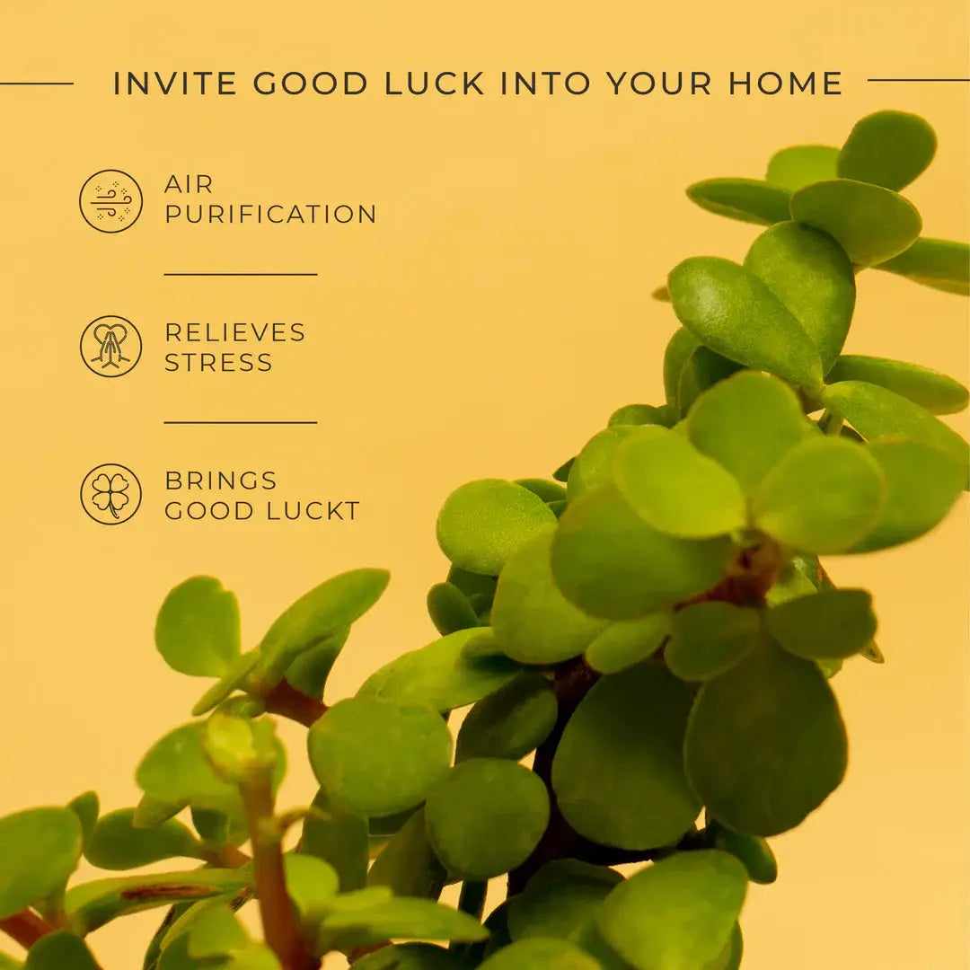 Grow Together Lucky Jade Plant