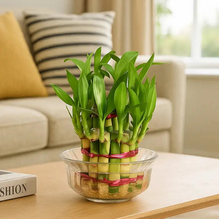 Bamboo plant in a glass bowl on a table