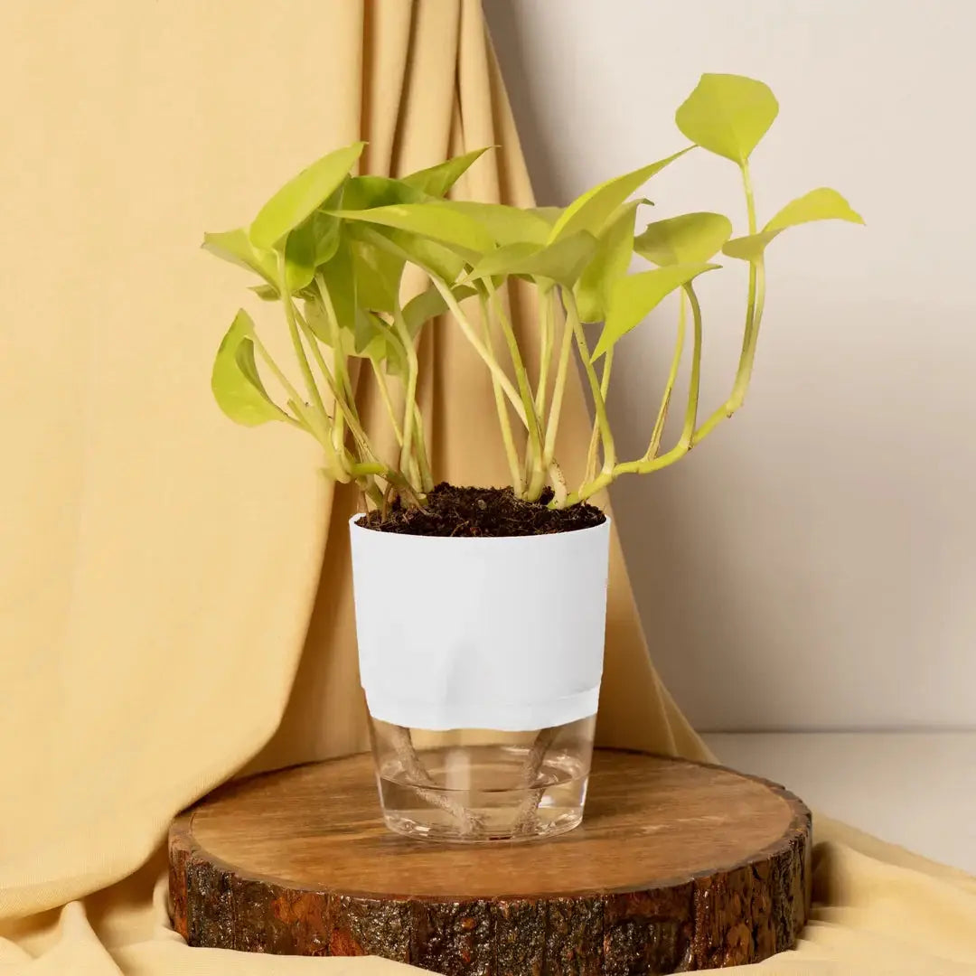 Gold Money Plant White