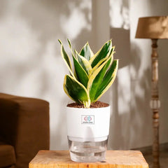 Golden Hahnii Snake Plant White