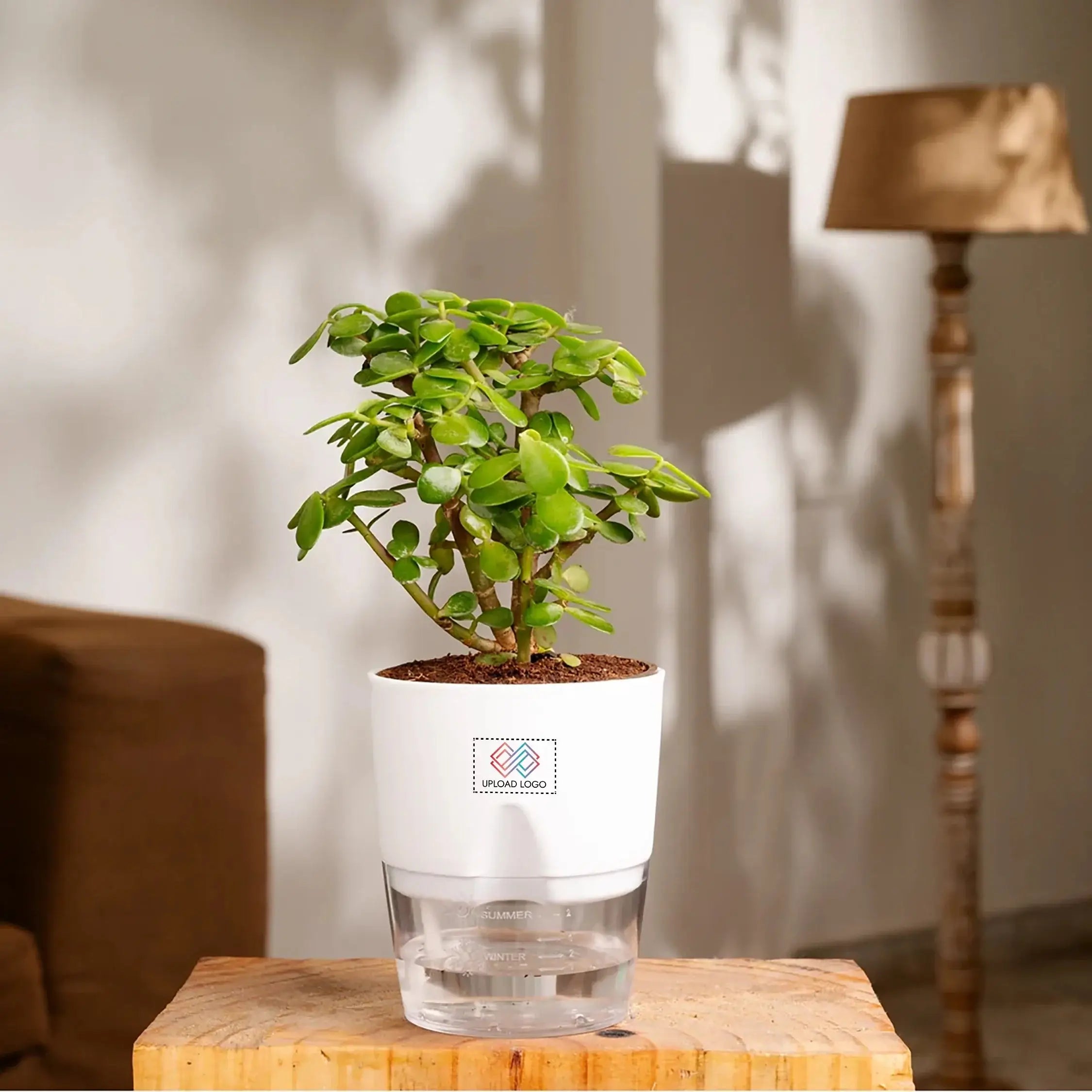 Lucky Jade Plant White