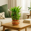 Bamboo plant on a wooden coffee table