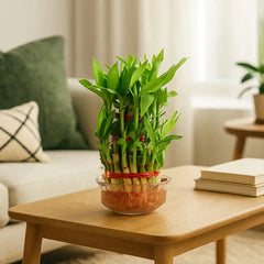 Bamboo plant on a wooden coffee table