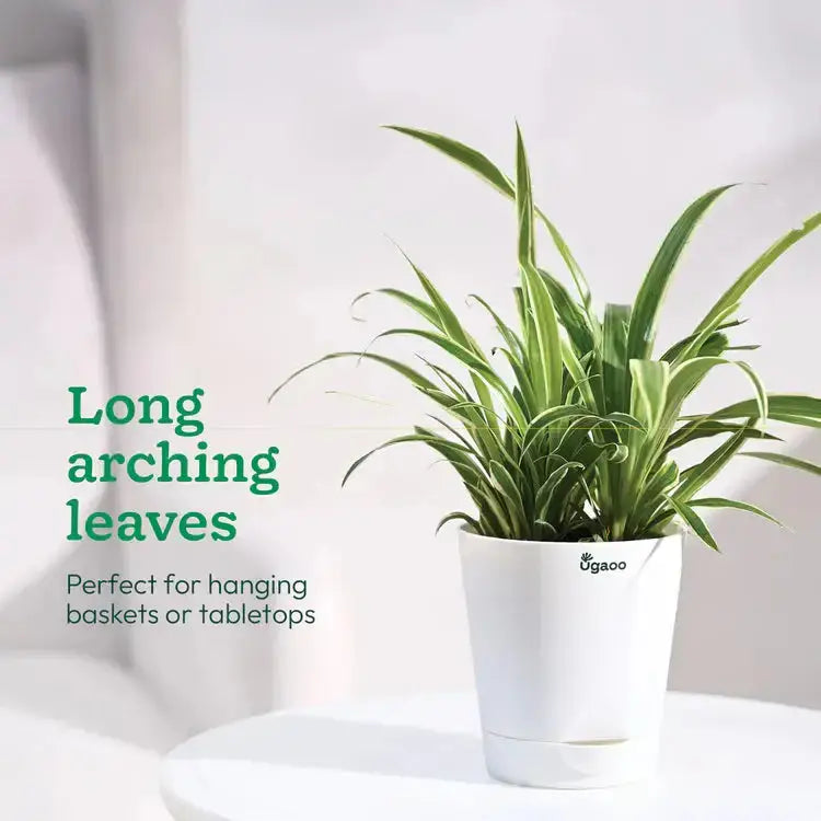 Potted plant with long arching leaves on a white surface