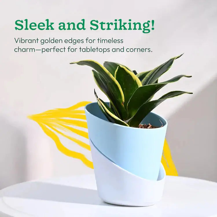 Two-tone plant pot with a plant