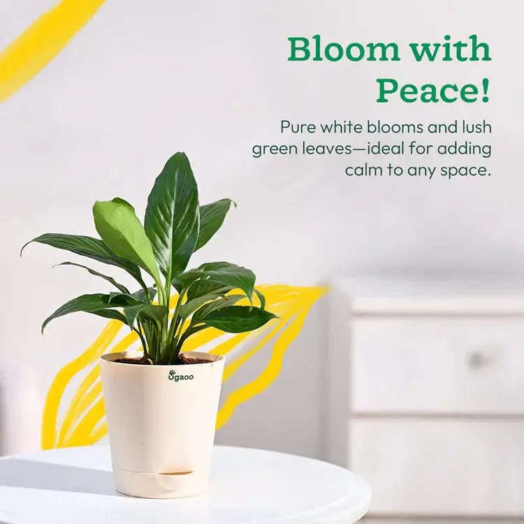 Potted plant with text 'Bloom with Peace!' on a white background