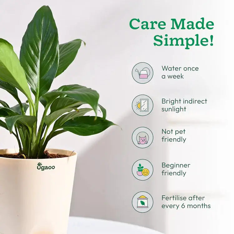 Potted plant with care instructions on a white background