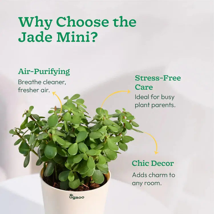 Jade plant with text highlighting reasons to choose it