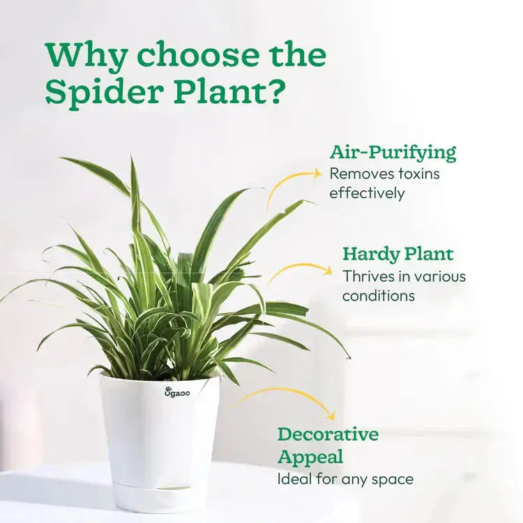 Potted spider plant with text highlighting reasons to choose it