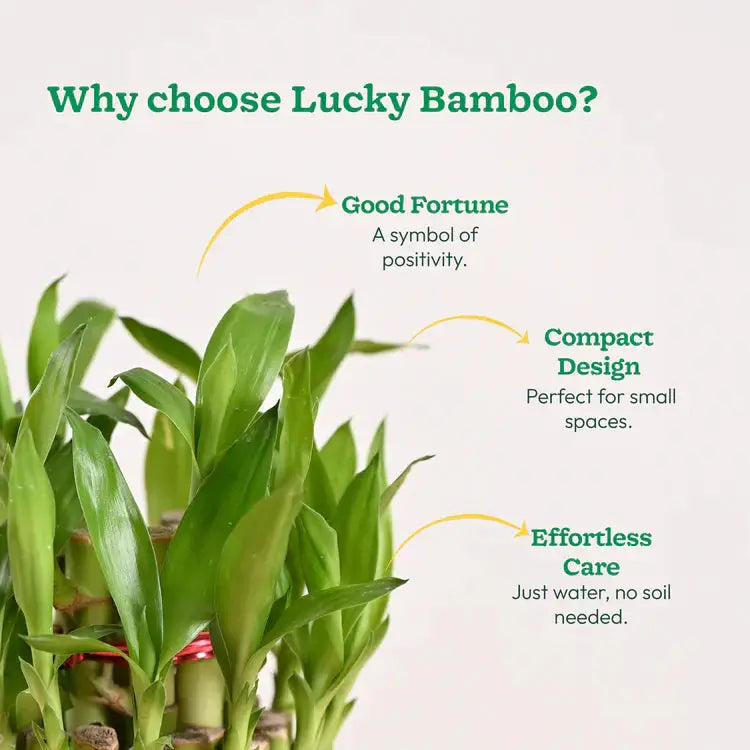 Lucky bamboo plant with text