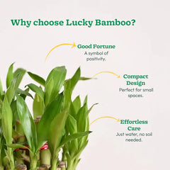Lucky bamboo plant with text